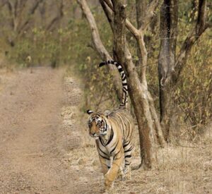 Jim-Corbett-Durga-Devi-Zone