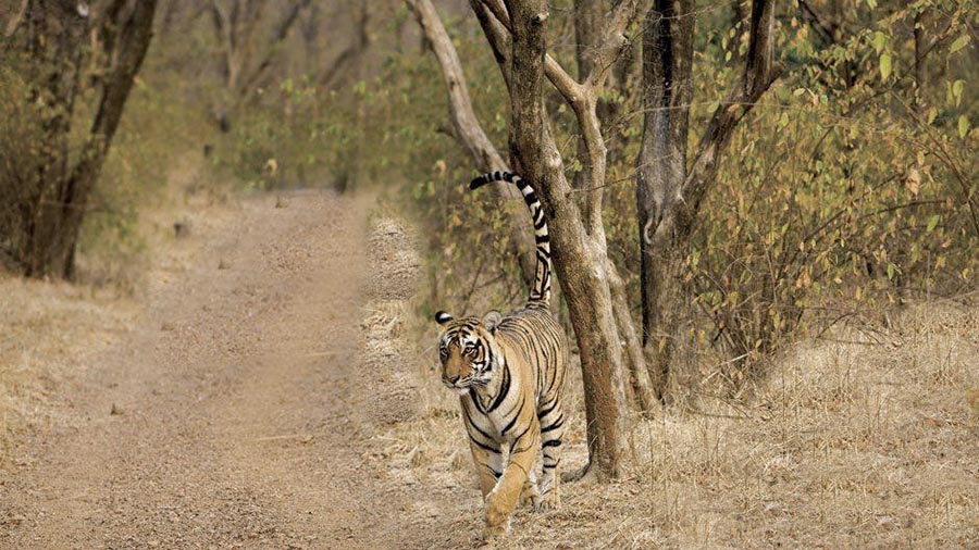 Jim-Corbett-Durga-Devi-Zone